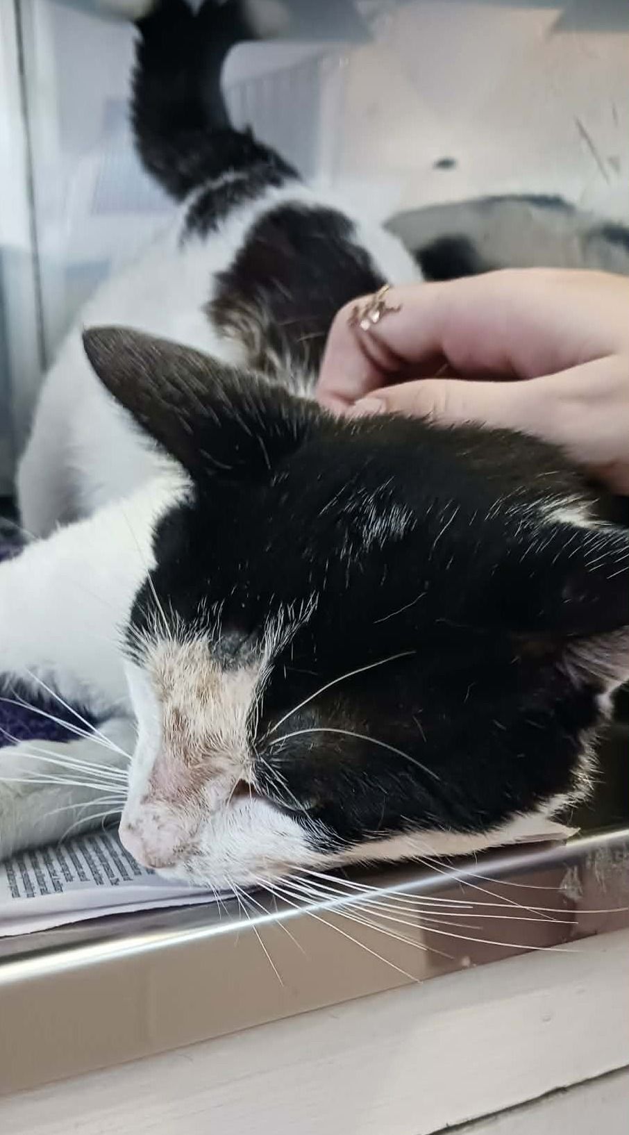 Gallery image: Horse