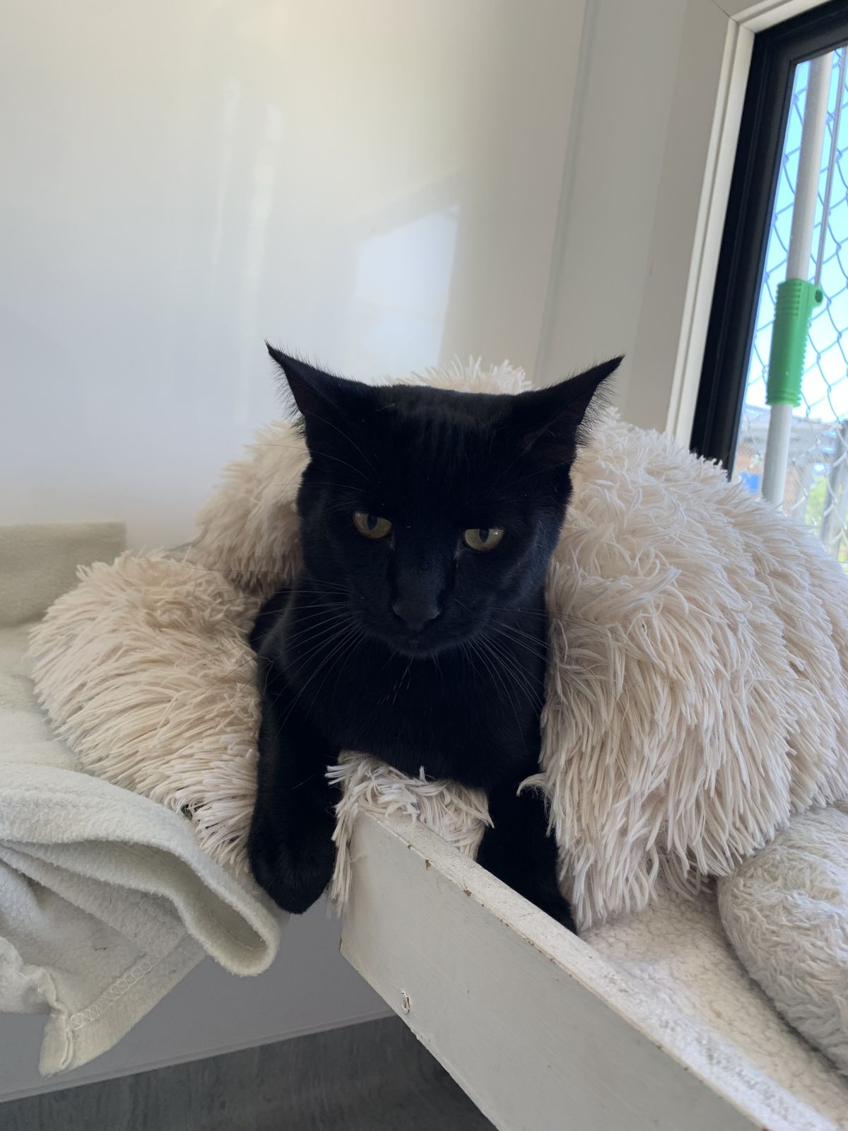 Gallery image: Cadbury