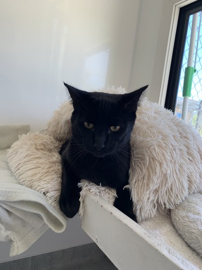 Cadbury - Domestic Short Hair