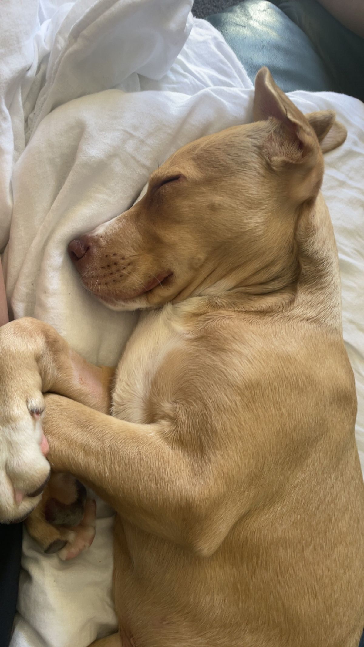 Gallery image: Mango