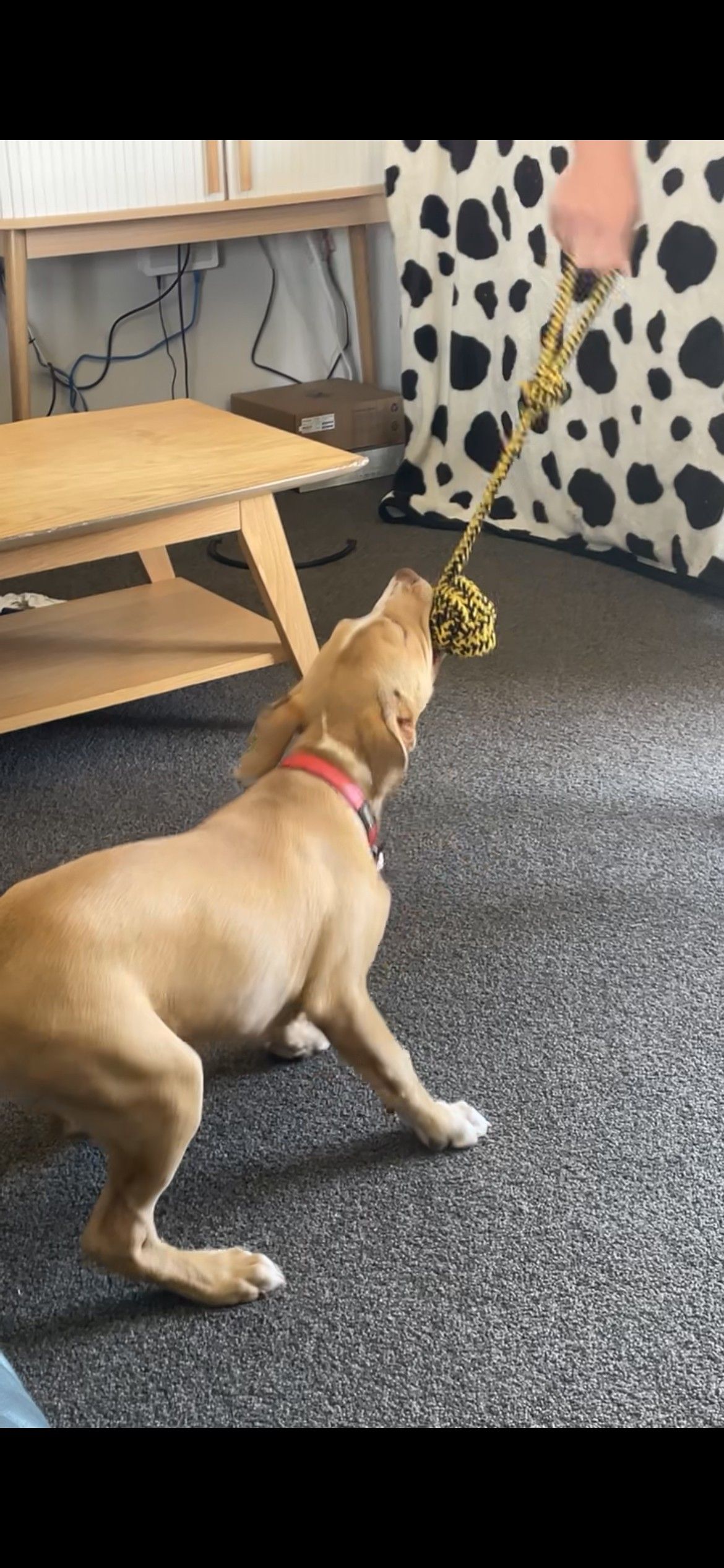 Gallery image: Mango