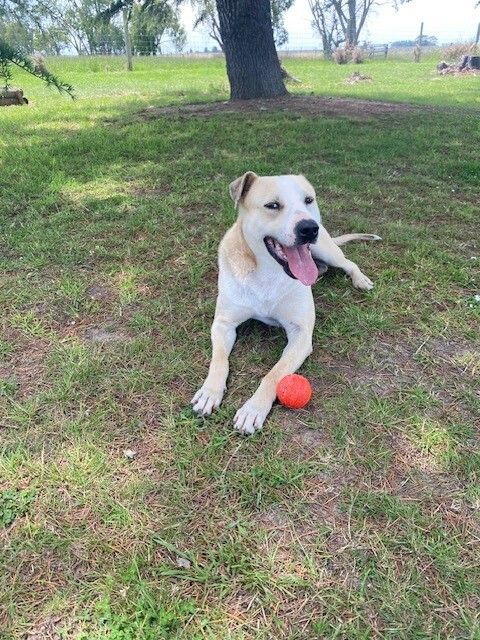 Gallery image: Dobby