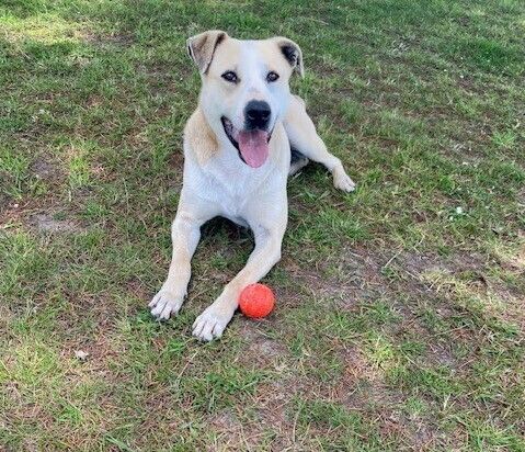 Gallery image: Dobby