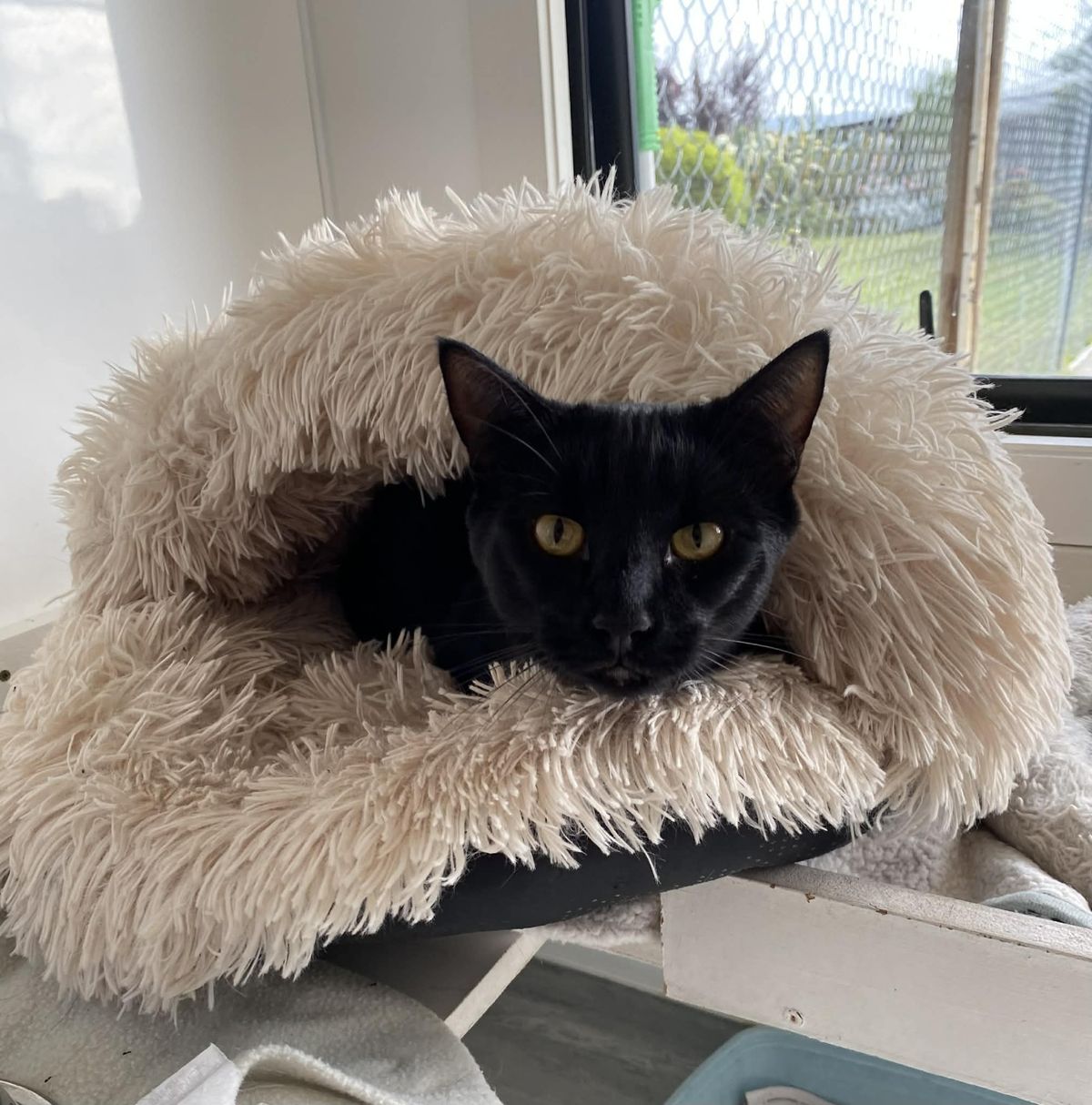 Gallery image: Cadbury