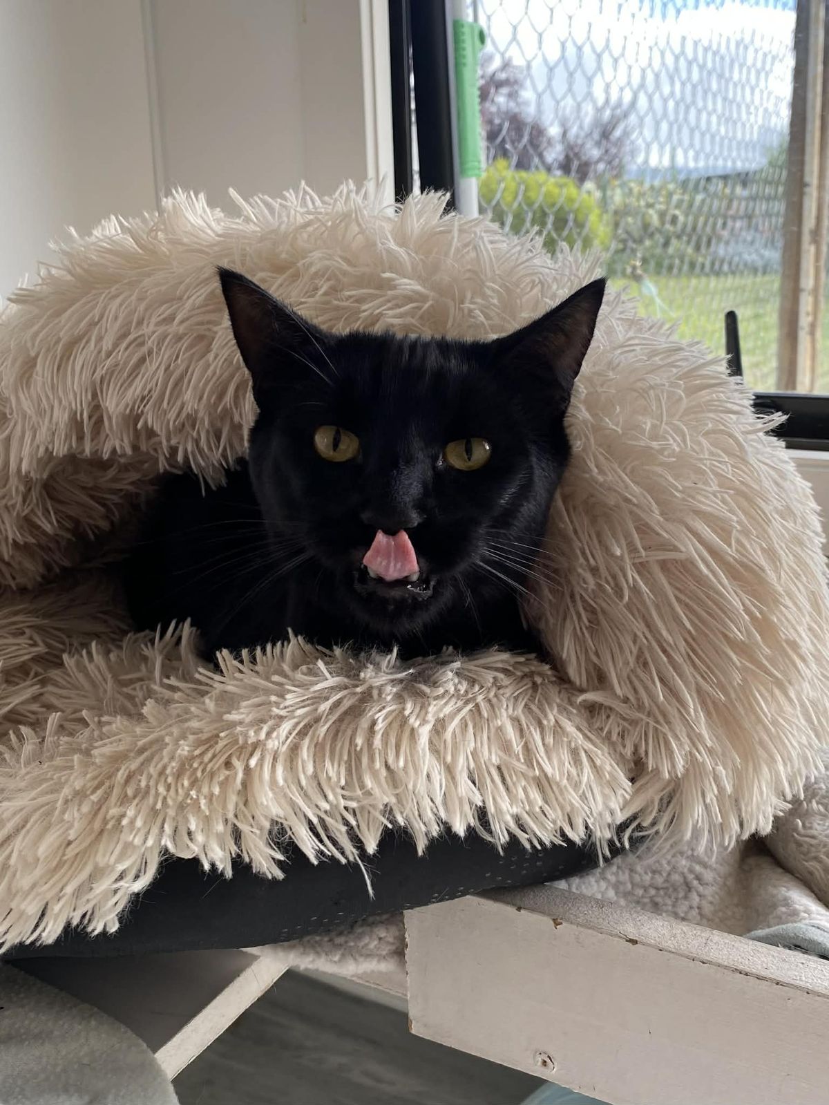 Gallery image: Cadbury