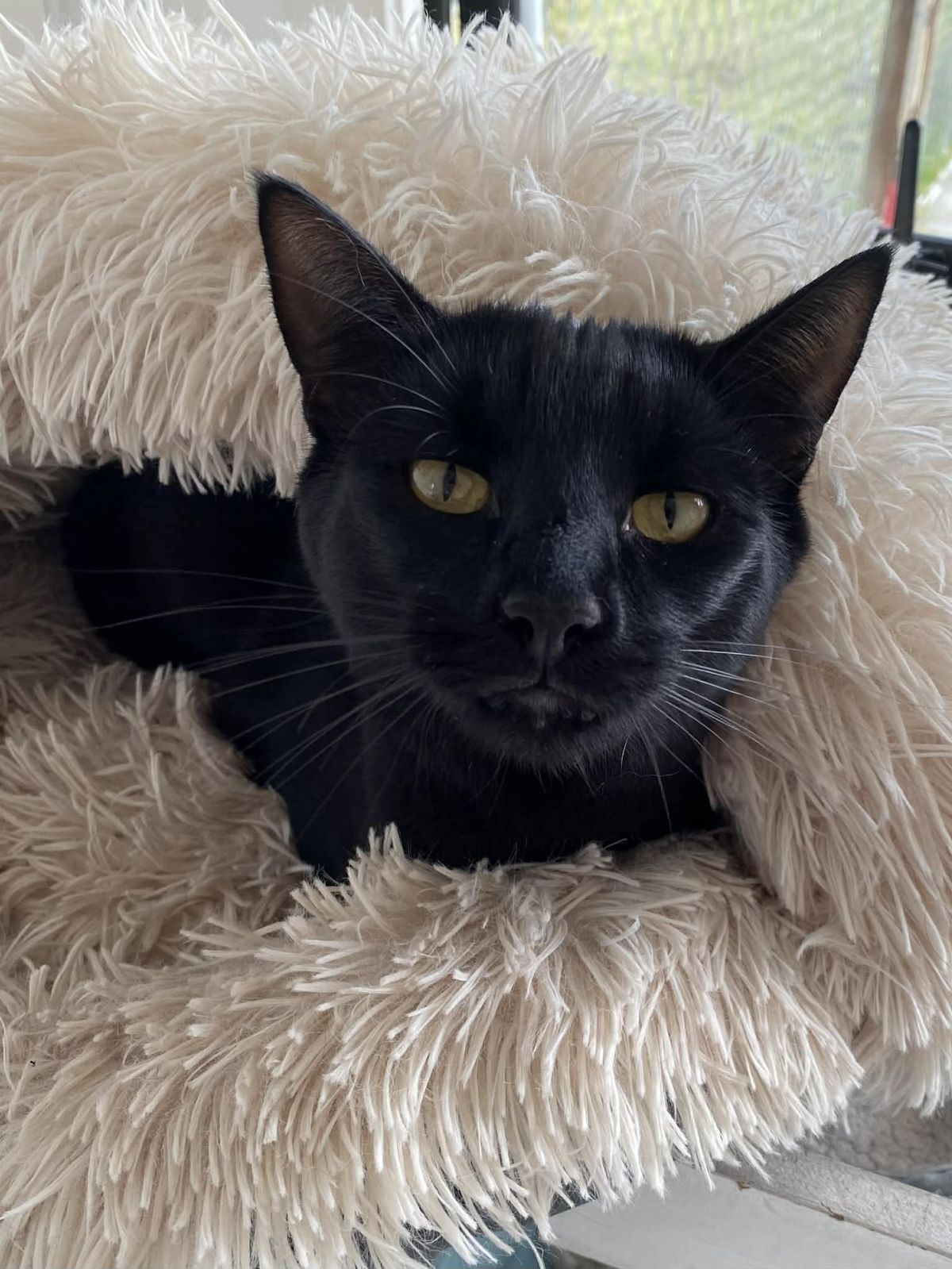 Gallery image: Cadbury