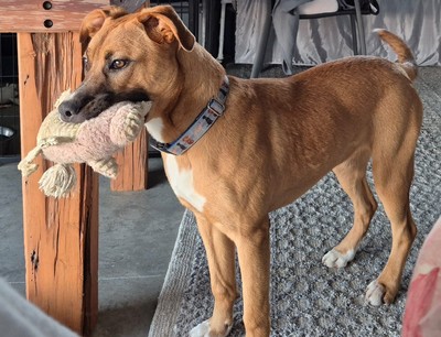 Truffle - Collie Smooth