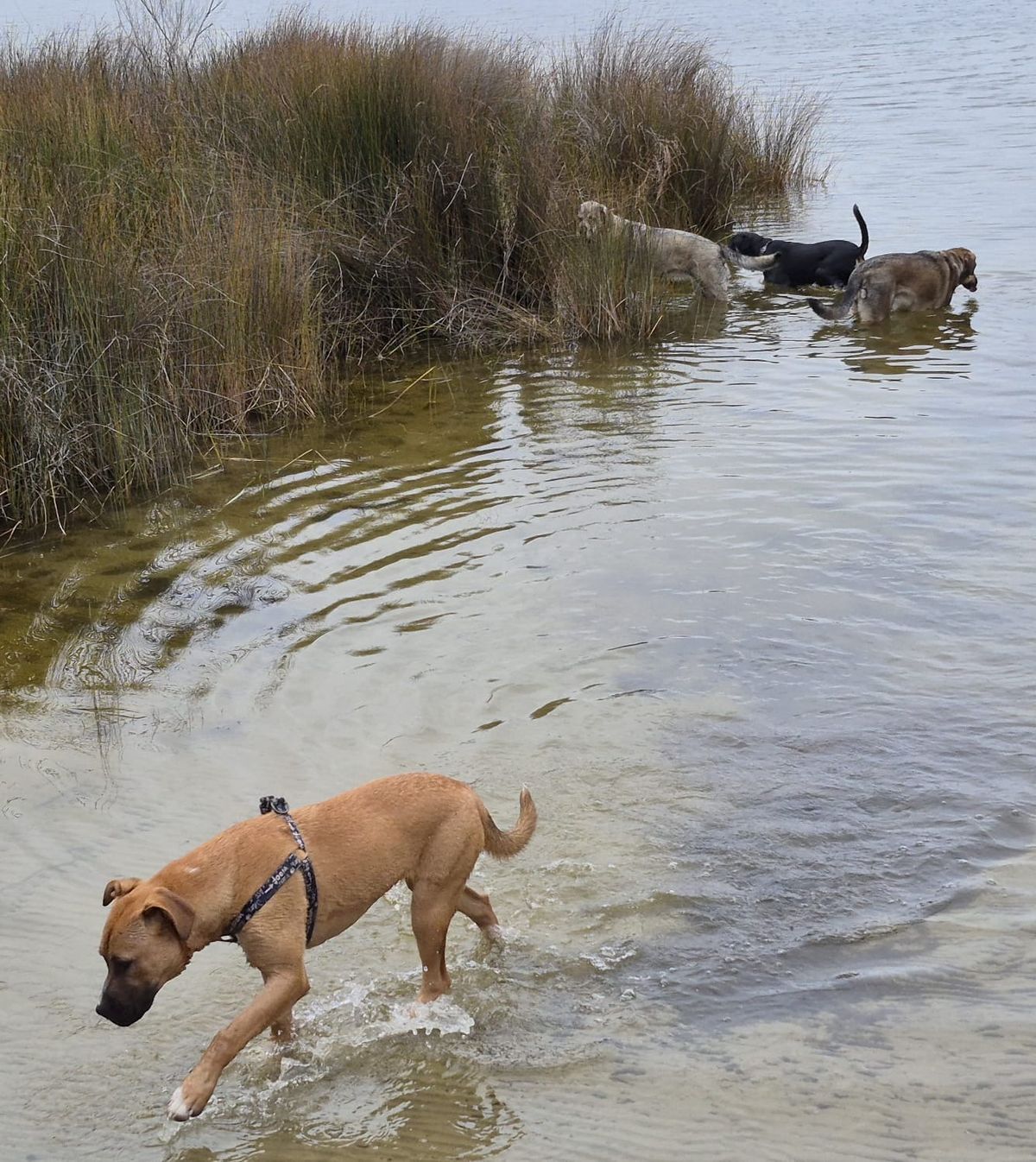 Gallery image: Truffle