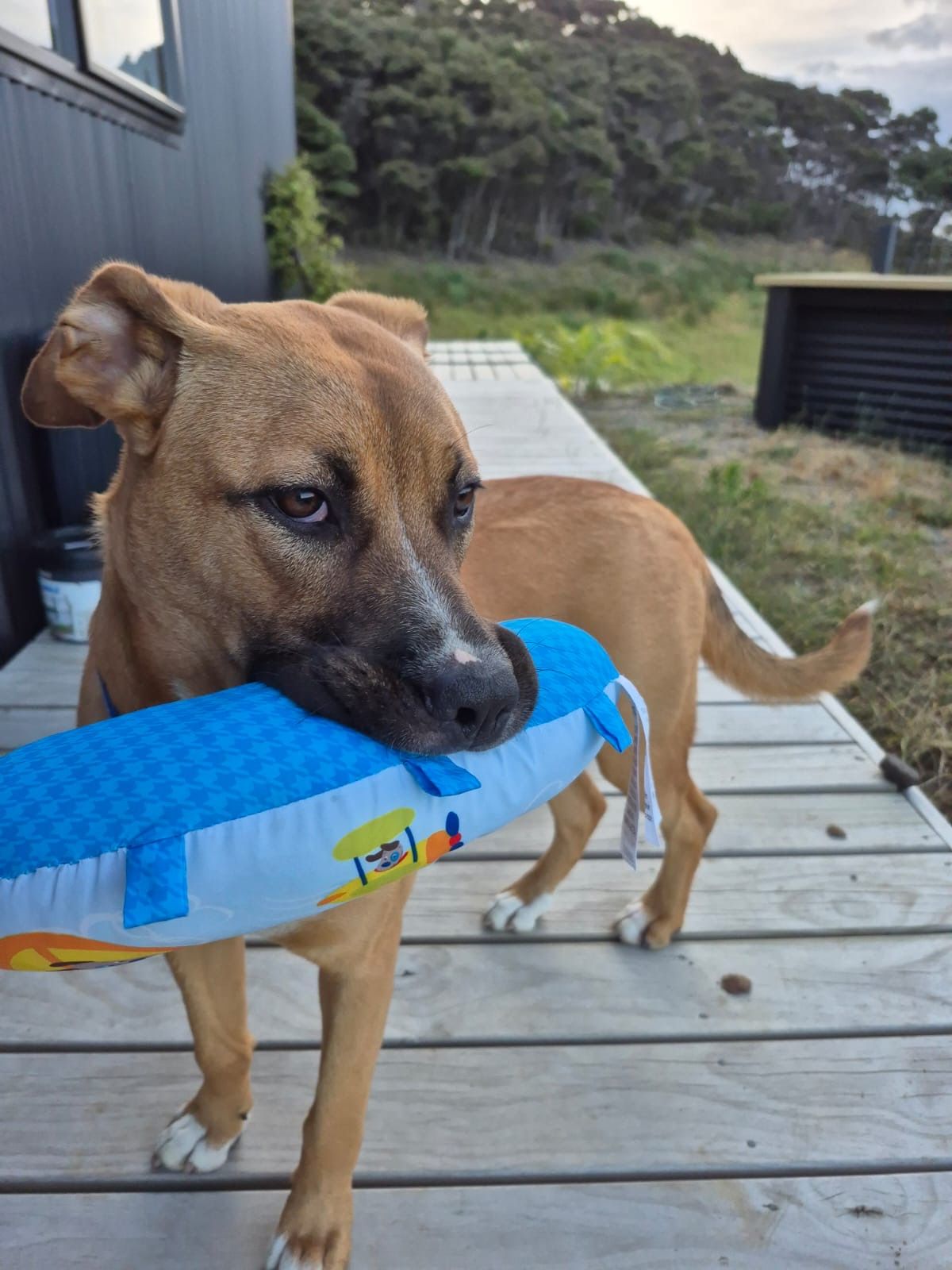 Gallery image: Truffle