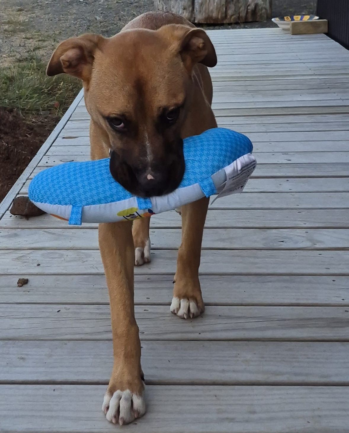 Gallery image: Truffle