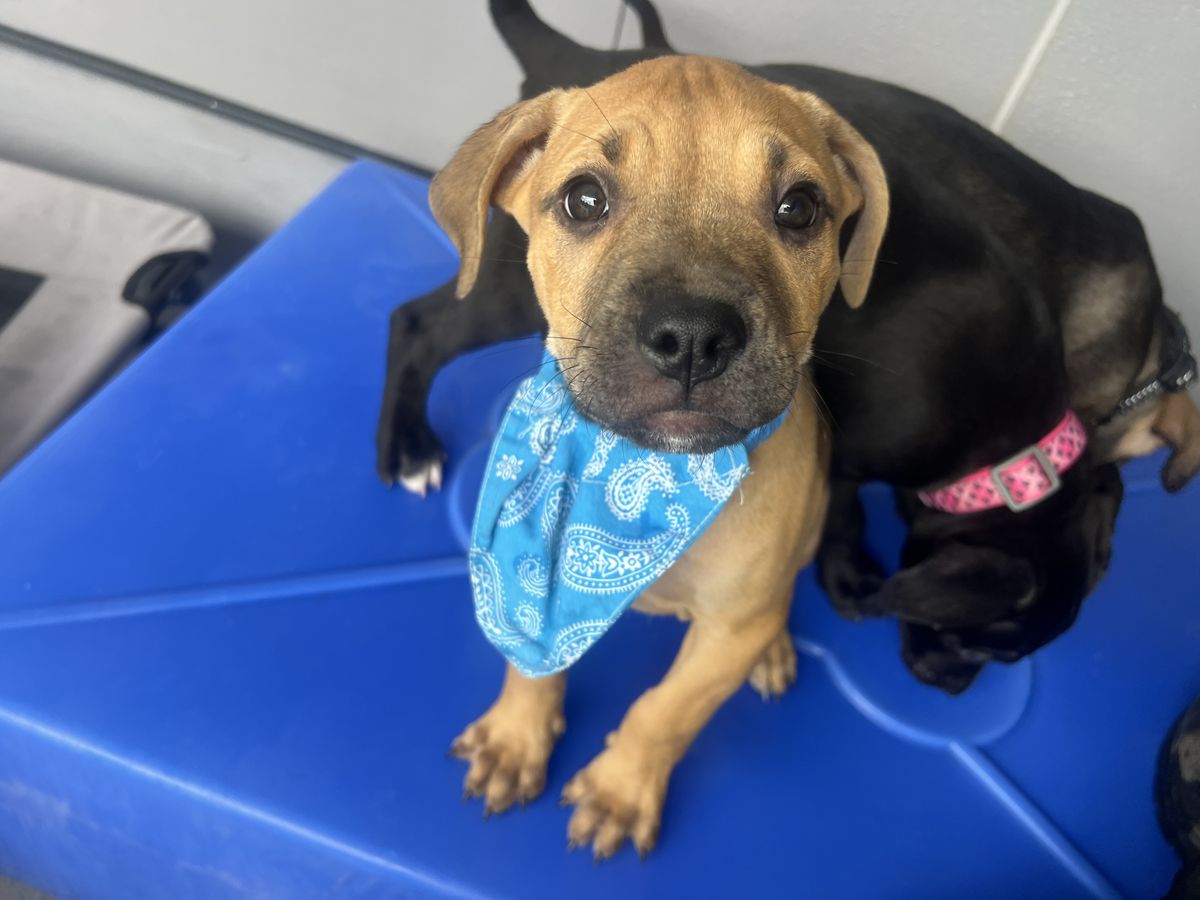 Gallery image: Buffy