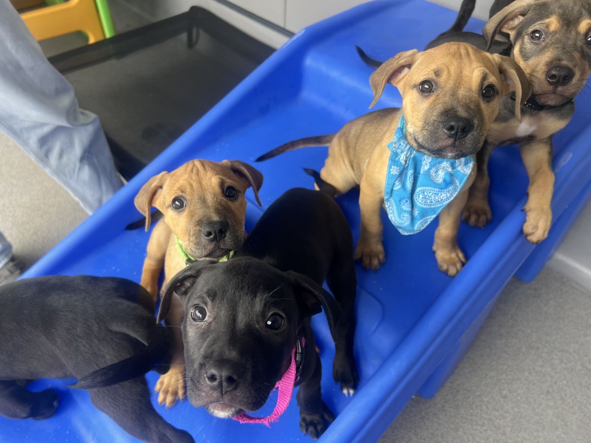 Gallery image: Buffy