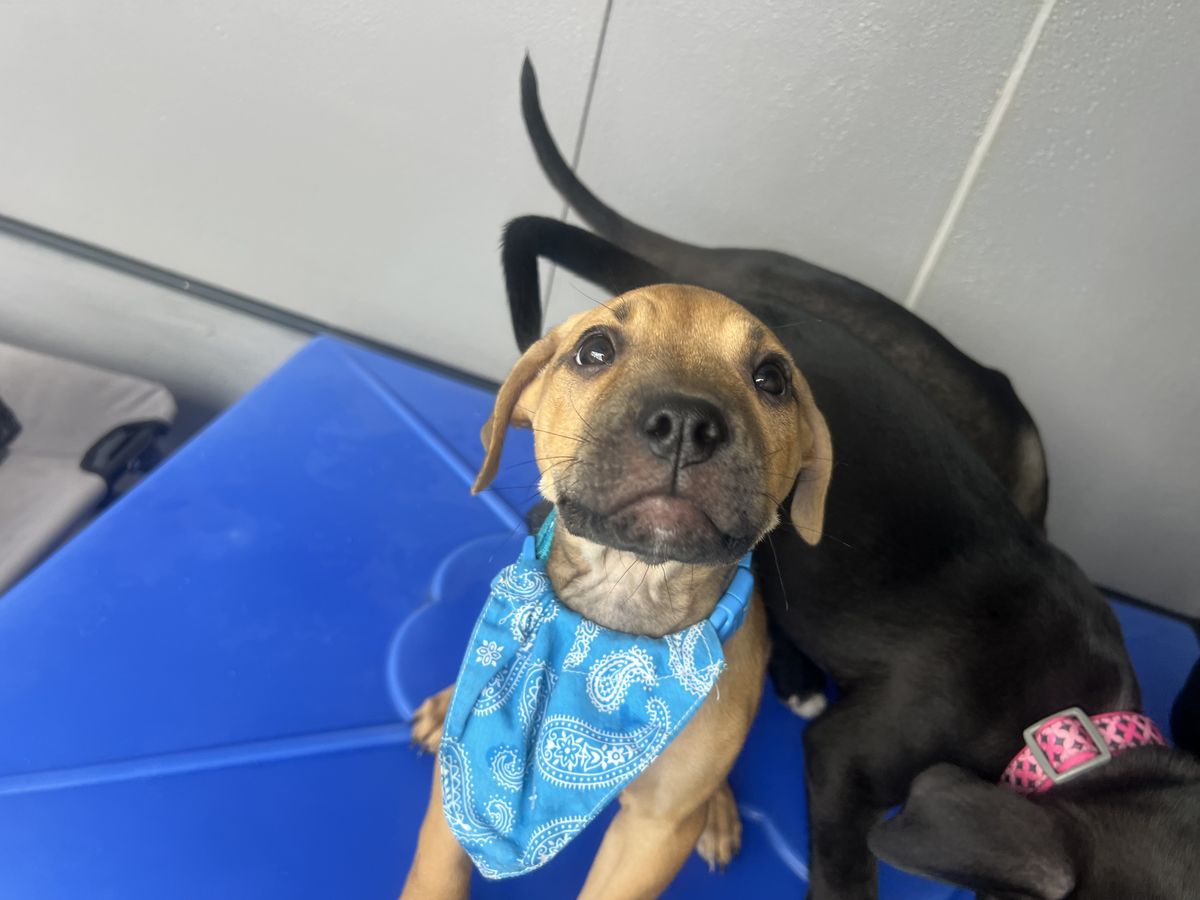 Gallery image: Buffy