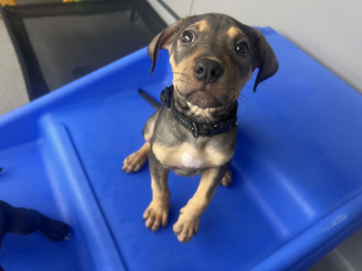 Gallery image: Brockle