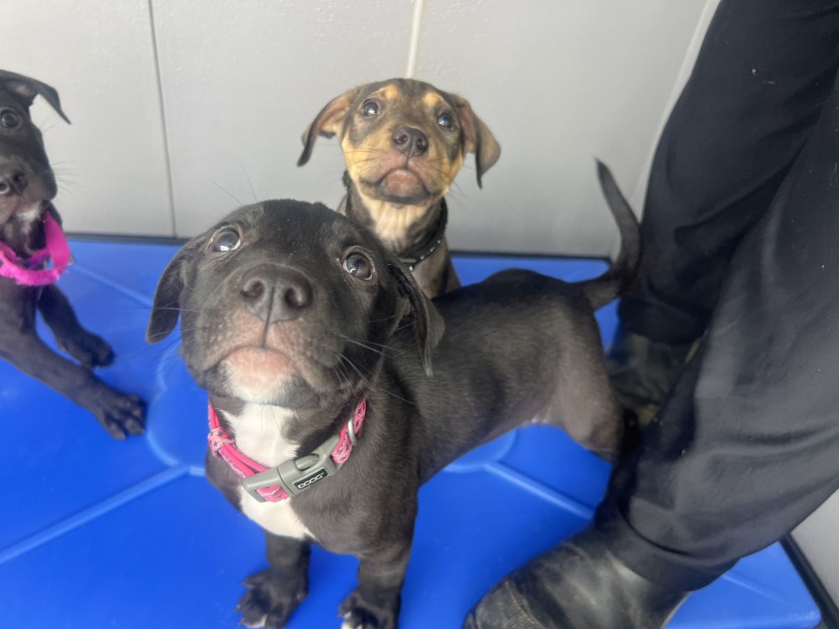 Gallery image: Brockle