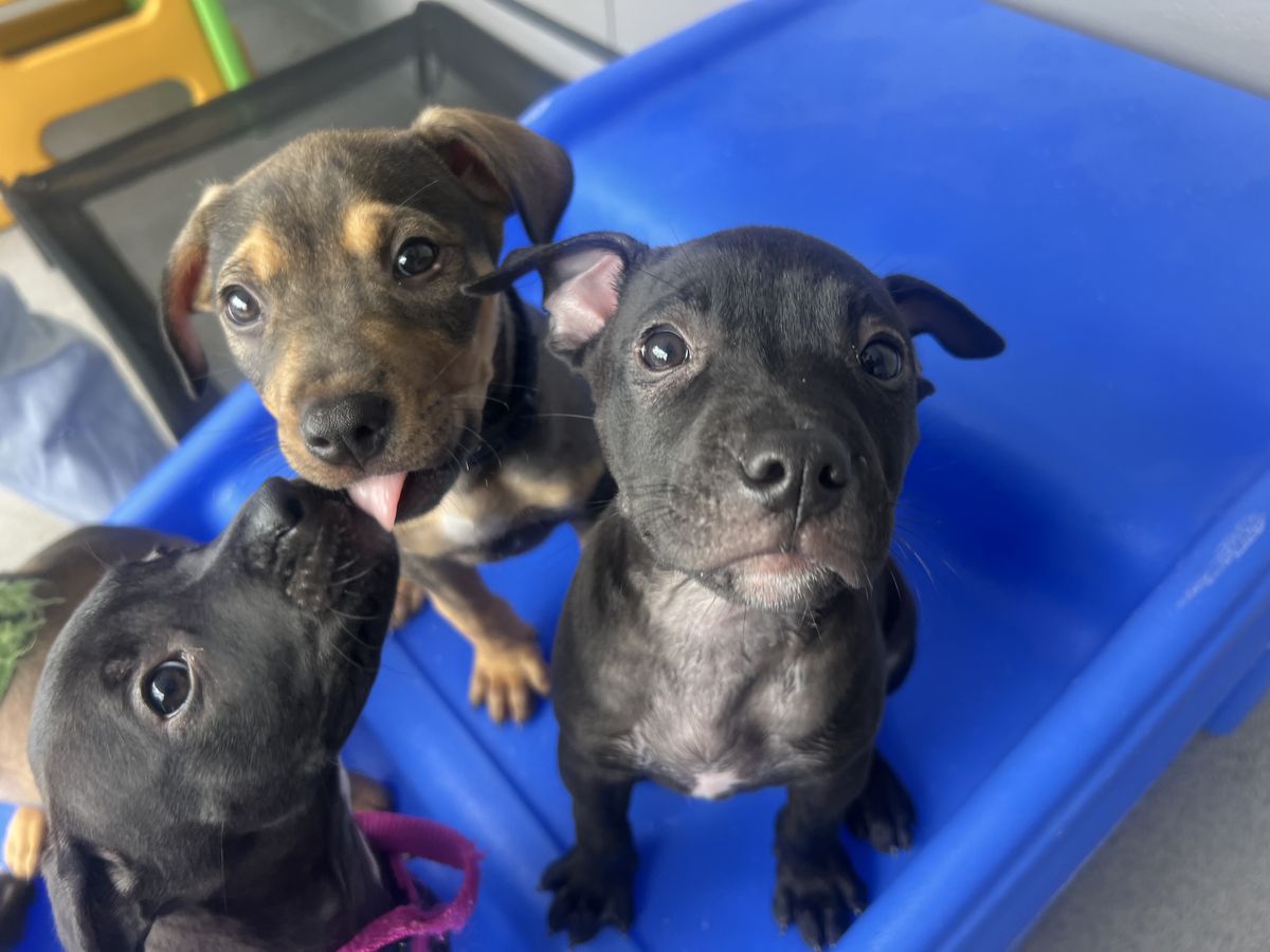 Gallery image: Button