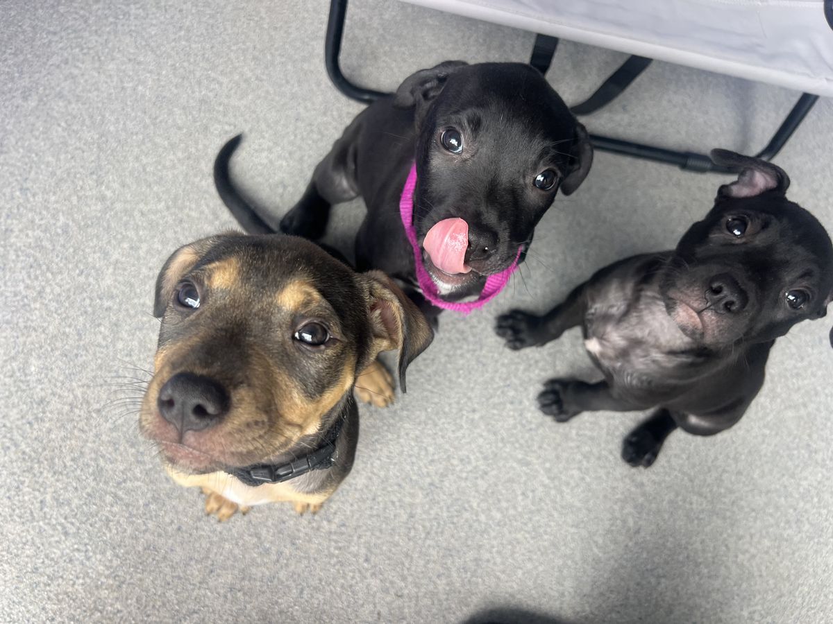 Gallery image: Bibble