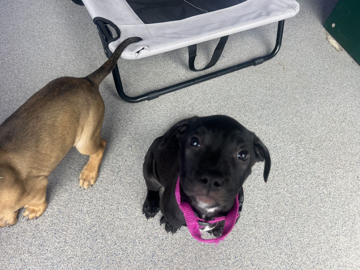 Gallery image: Bibble