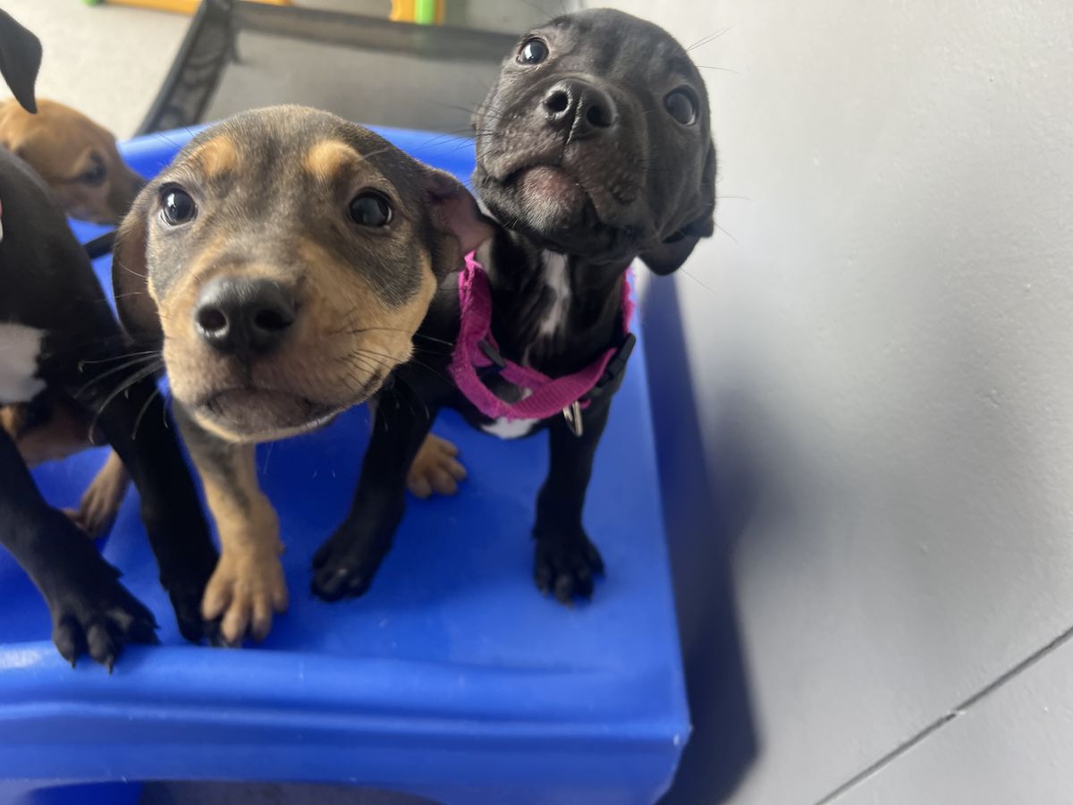 Gallery image: Bibble