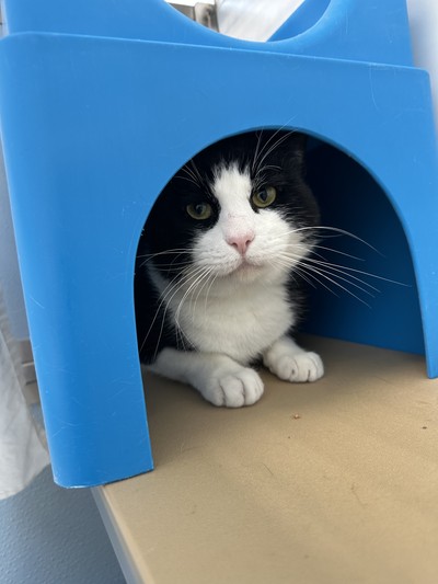 Rumble - Domestic Short Hair