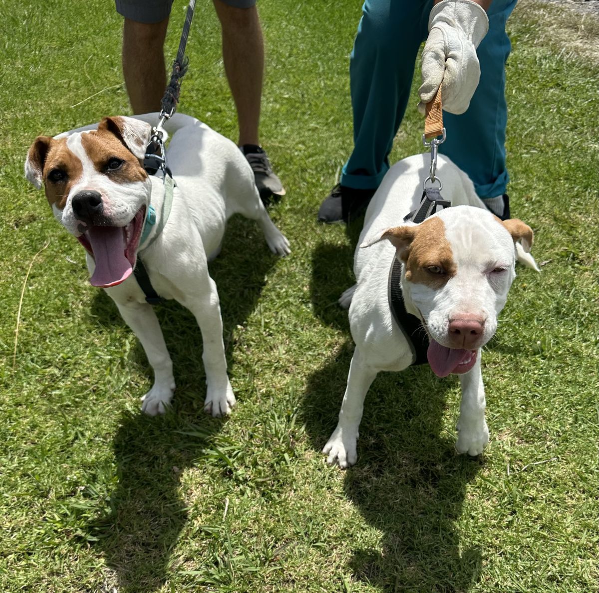 Gallery image: Barley