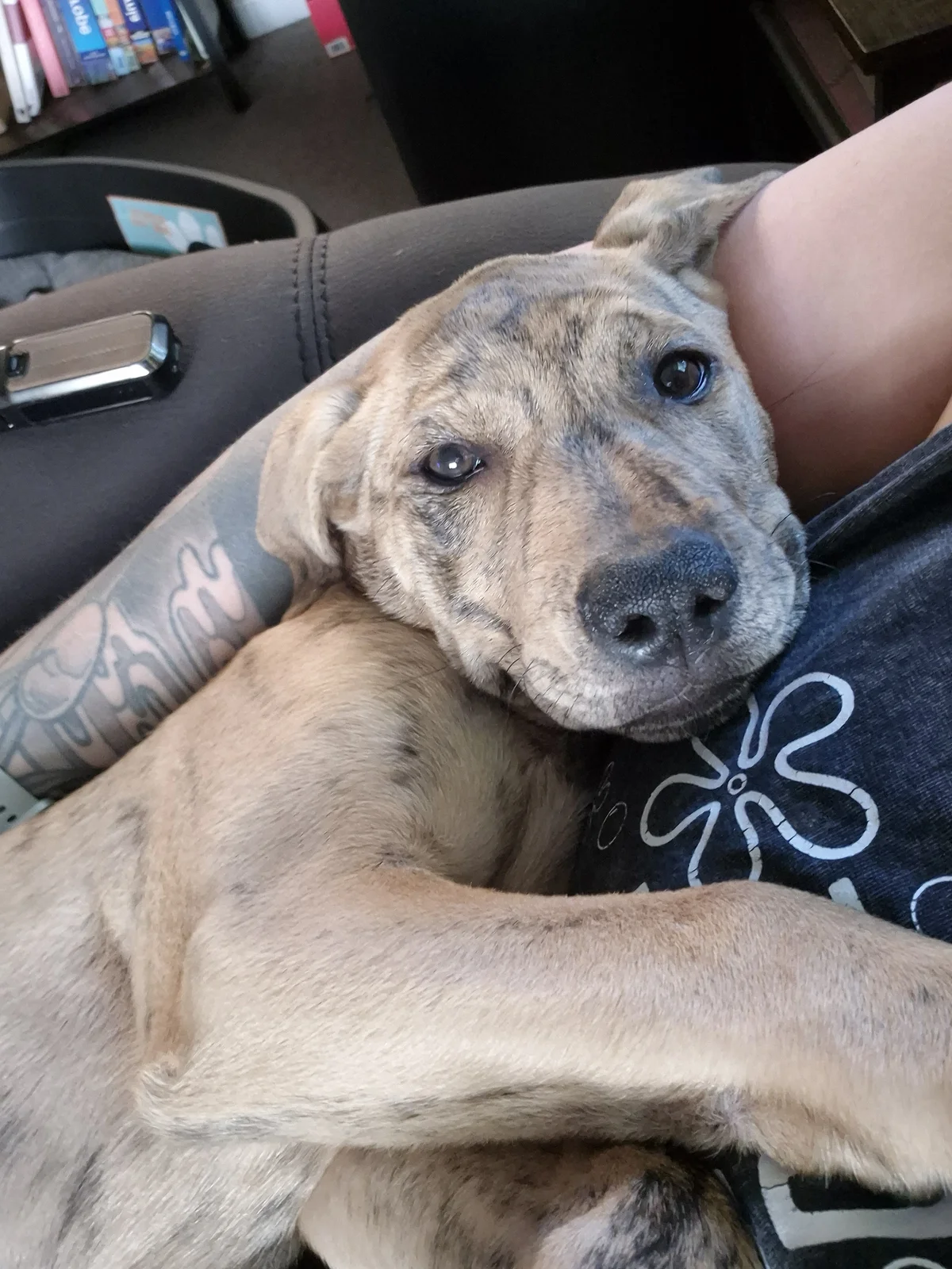 Gallery image: Maple