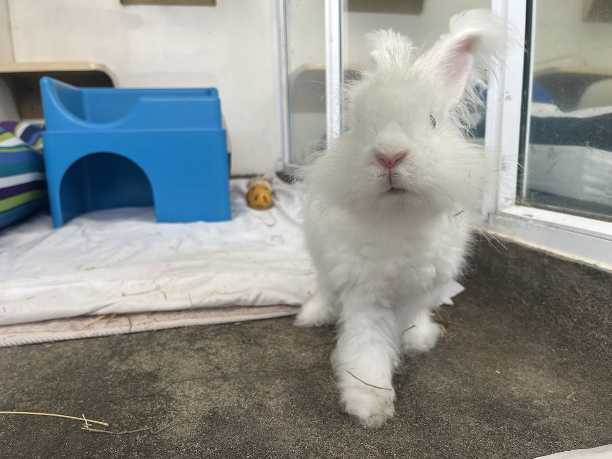 Gallery image: MacIntosh