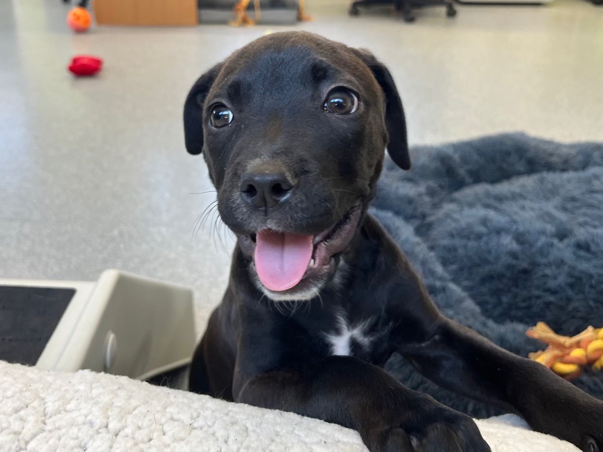 Gallery image: Nyochre