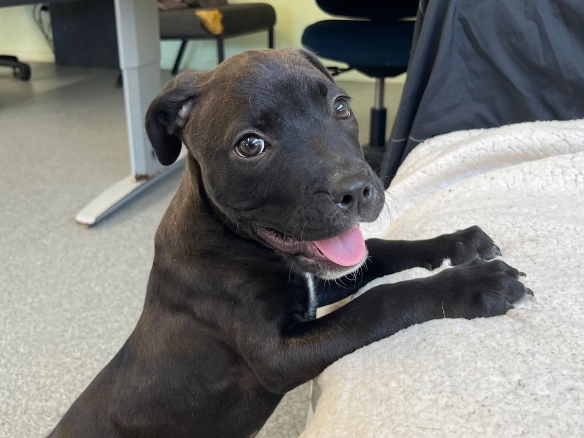 Gallery image: Nyochre