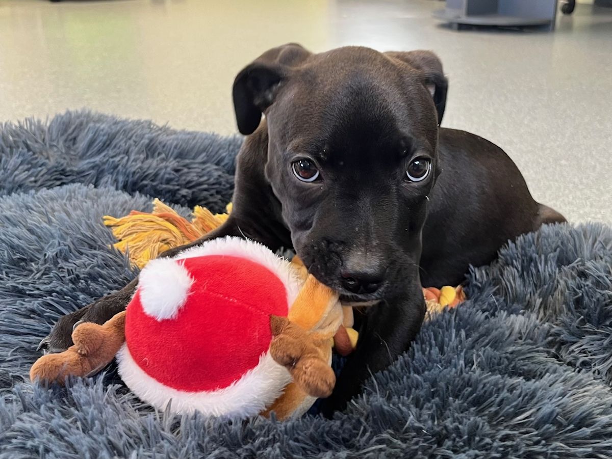 Gallery image: Nyochre