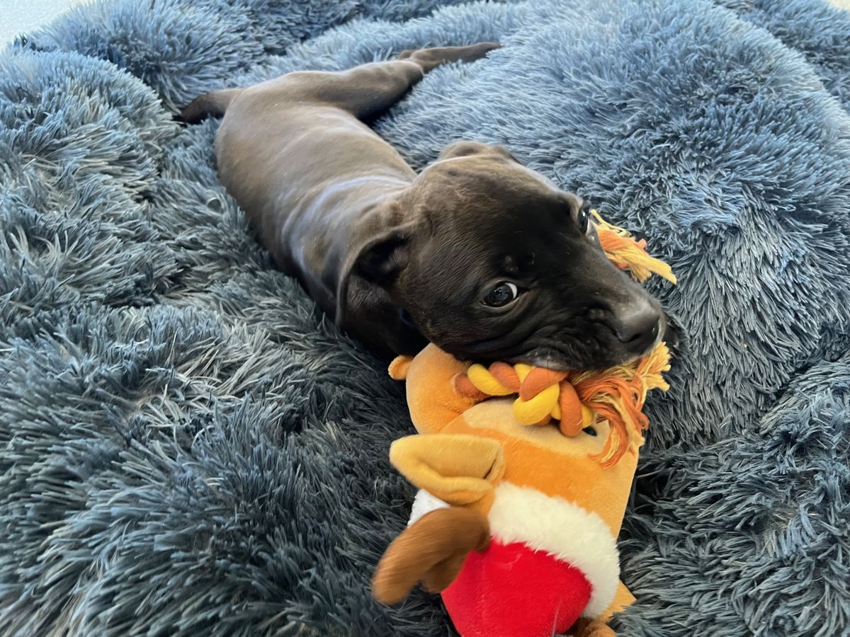 Gallery image: Nyochre