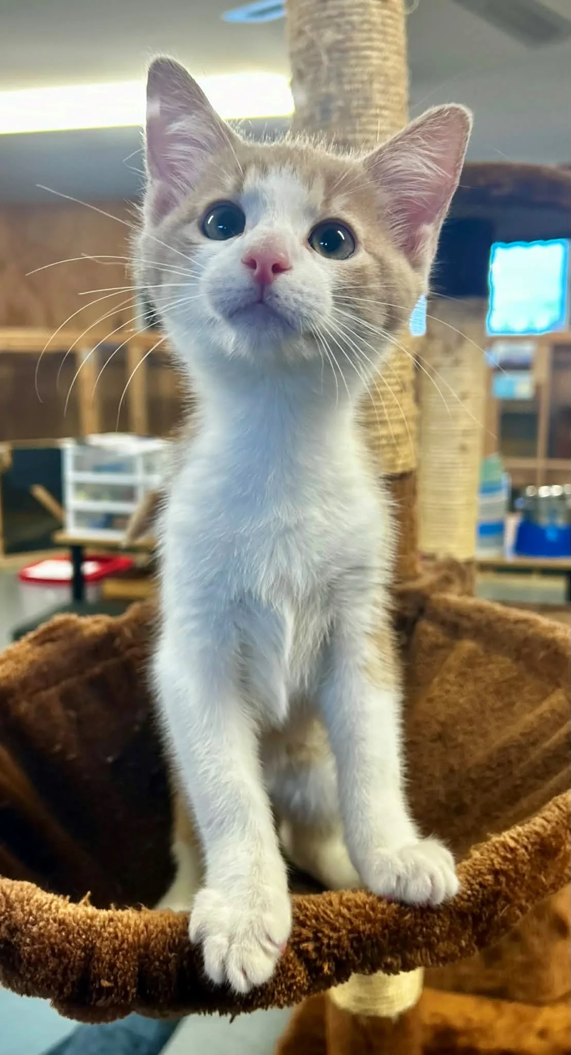 Gallery image: Spike