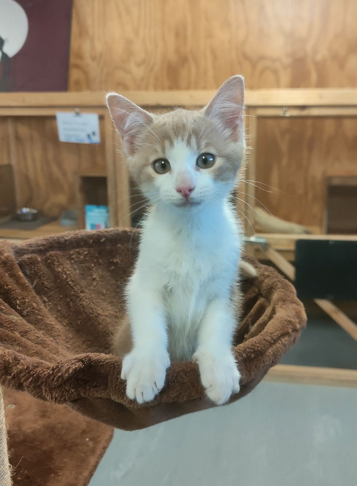 Gallery image: Spike