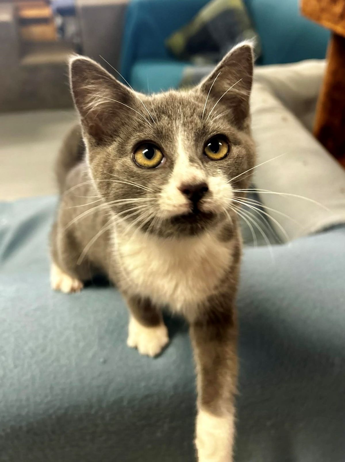 Gallery image: Sirius