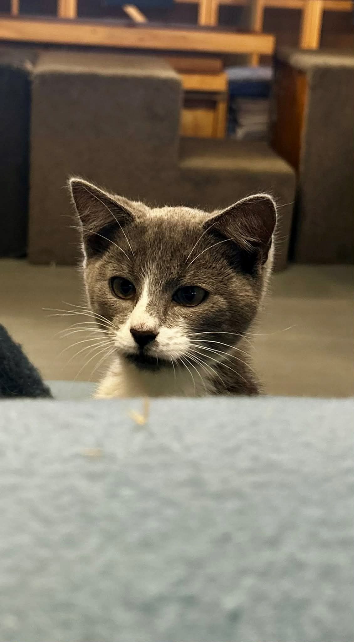 Gallery image: Sirius