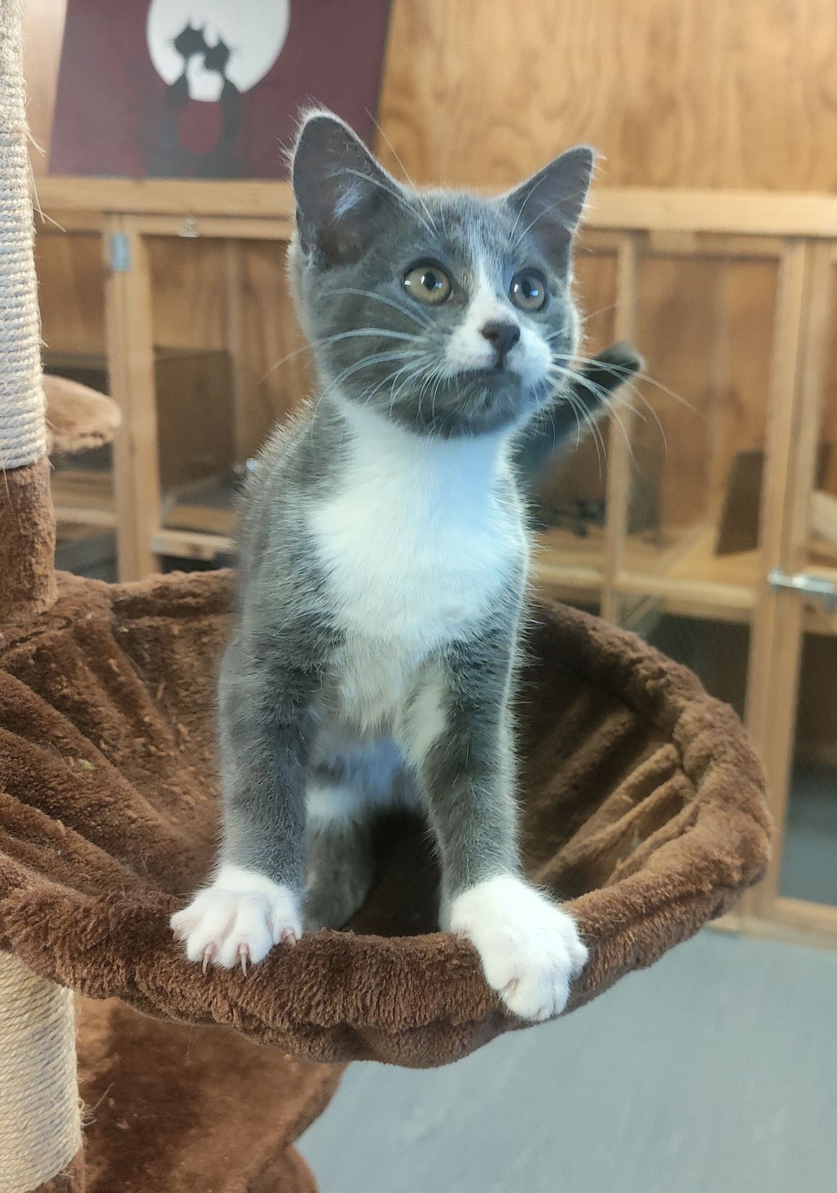 Gallery image: Sirius