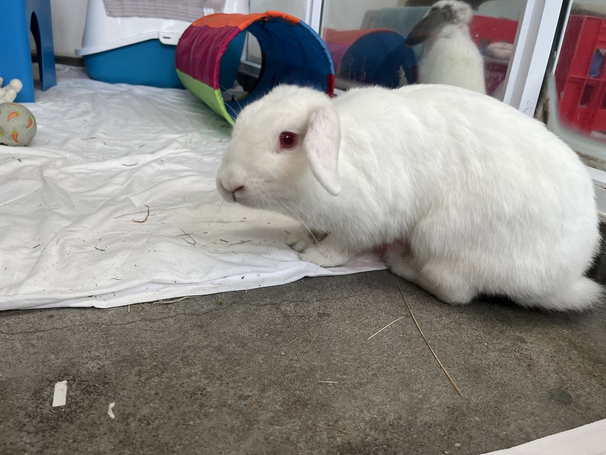 Gallery image: Lotus