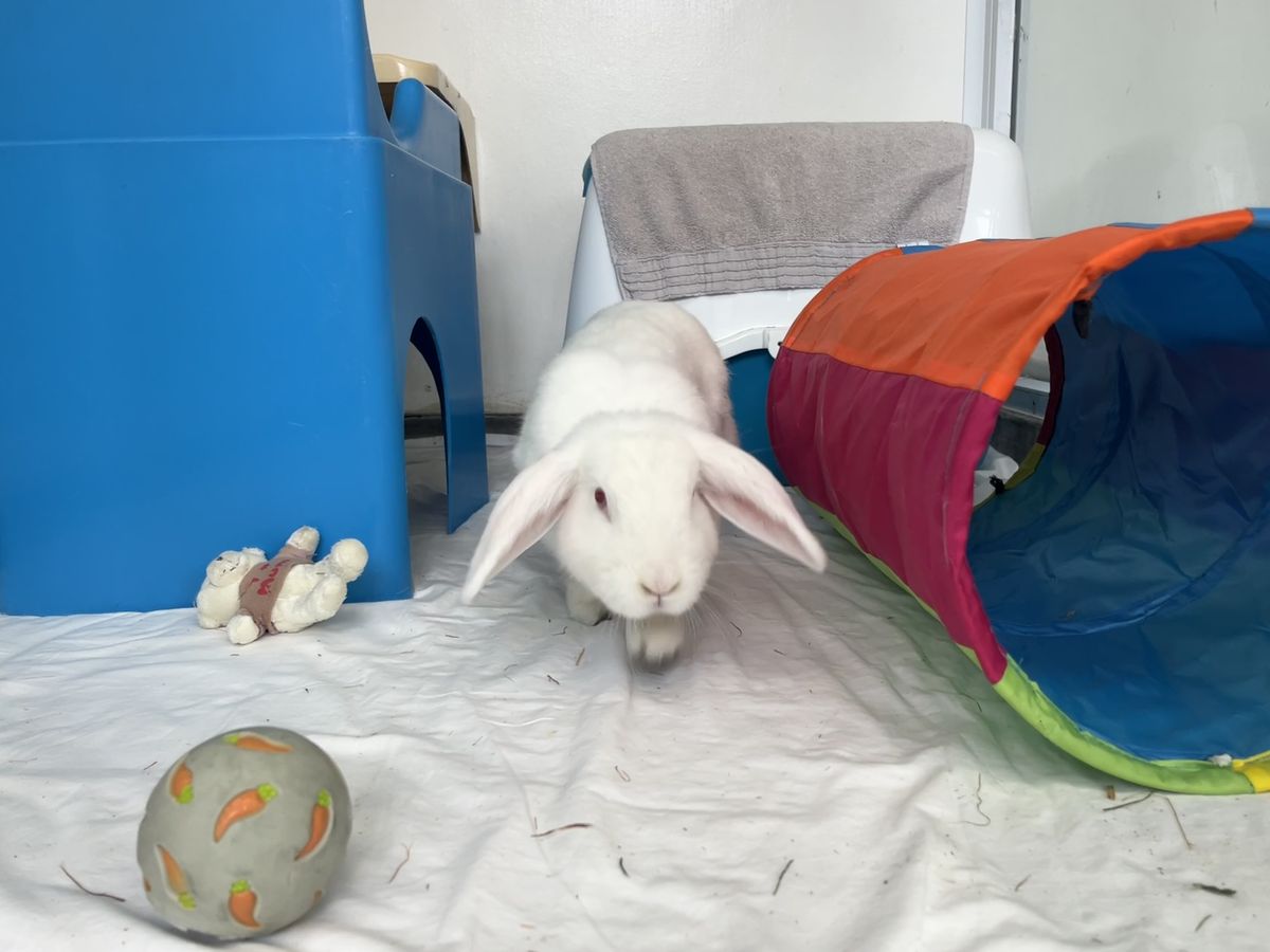 Gallery image: Lotus