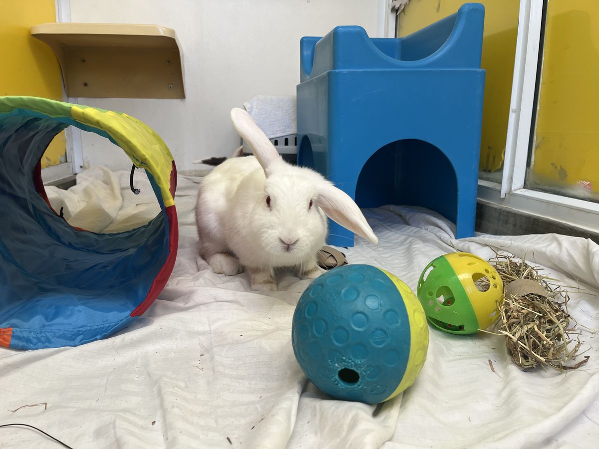 Gallery image: Lotus