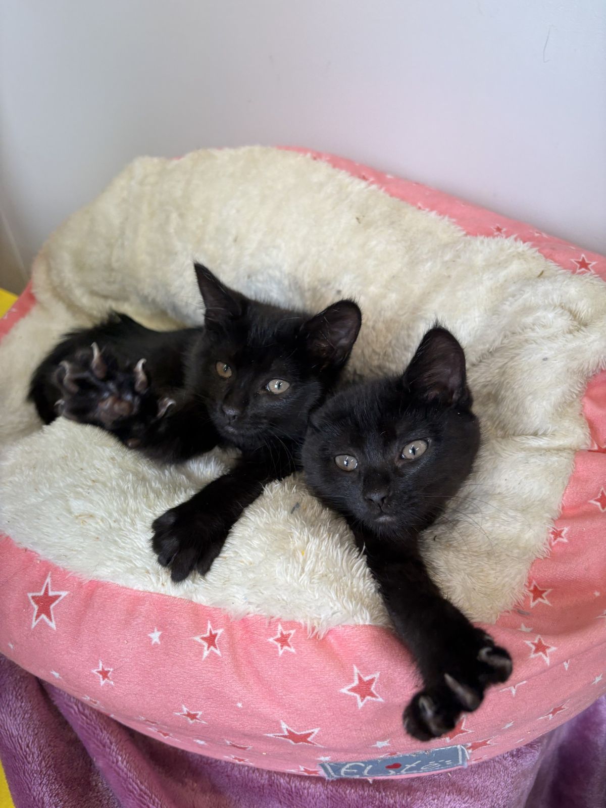 Gallery image: Riddle