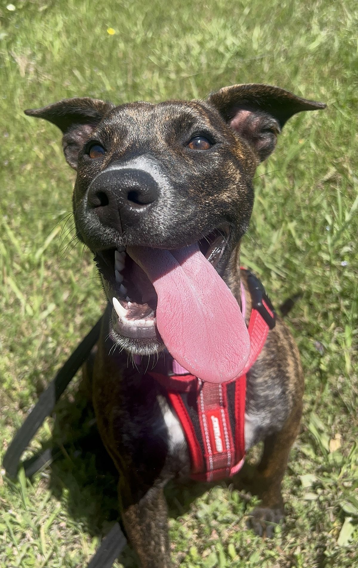 Gallery image: Chutney