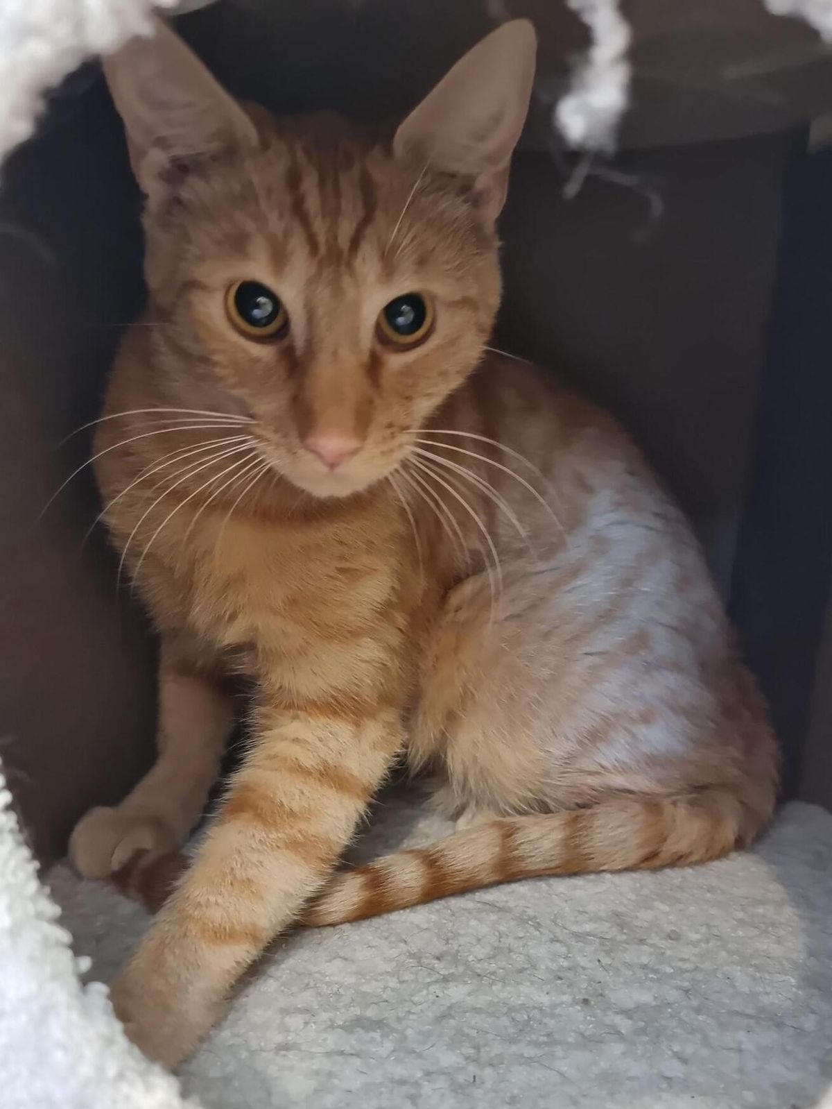 Gallery image: Buffalo