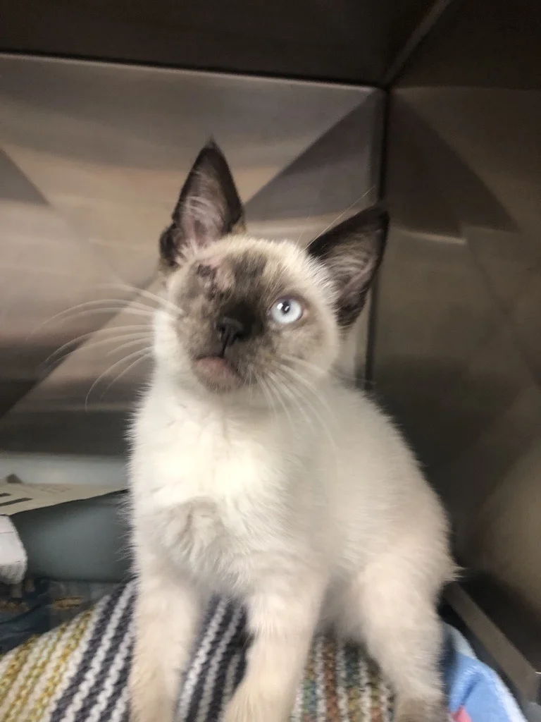 Gallery image: Vincent