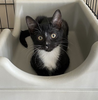 Grizzly  - Domestic Short Hair