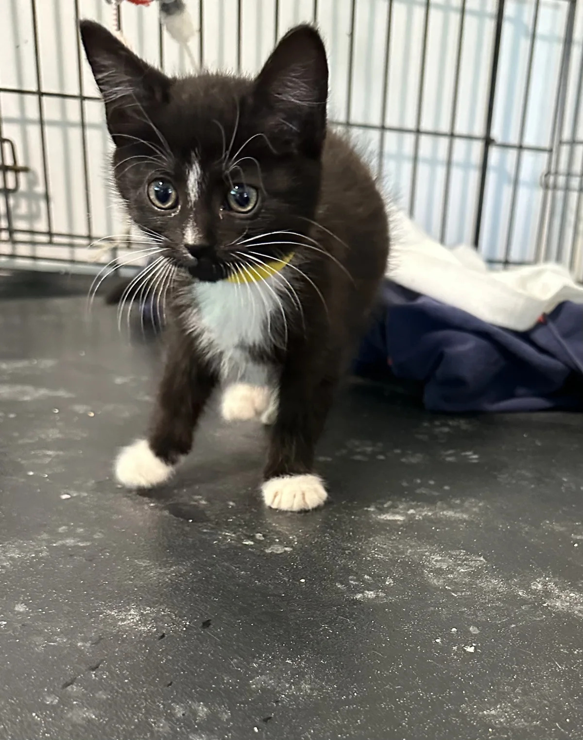 Gallery image: Grizzly 