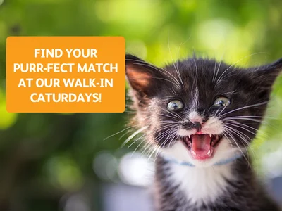 Walk-in Caturday Adoption Event - Hamilton Centre
