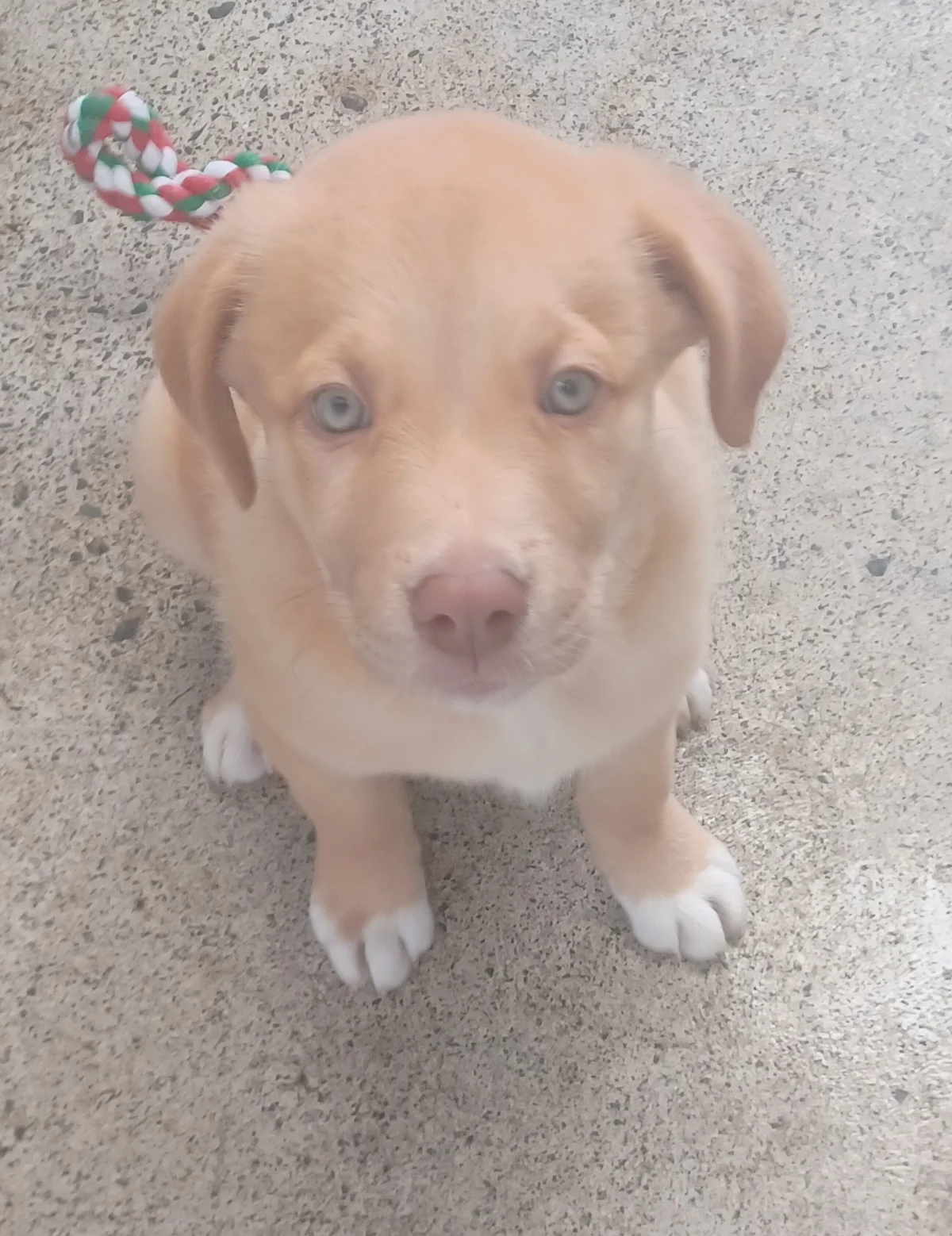 Gallery image: Fuzzy Bear