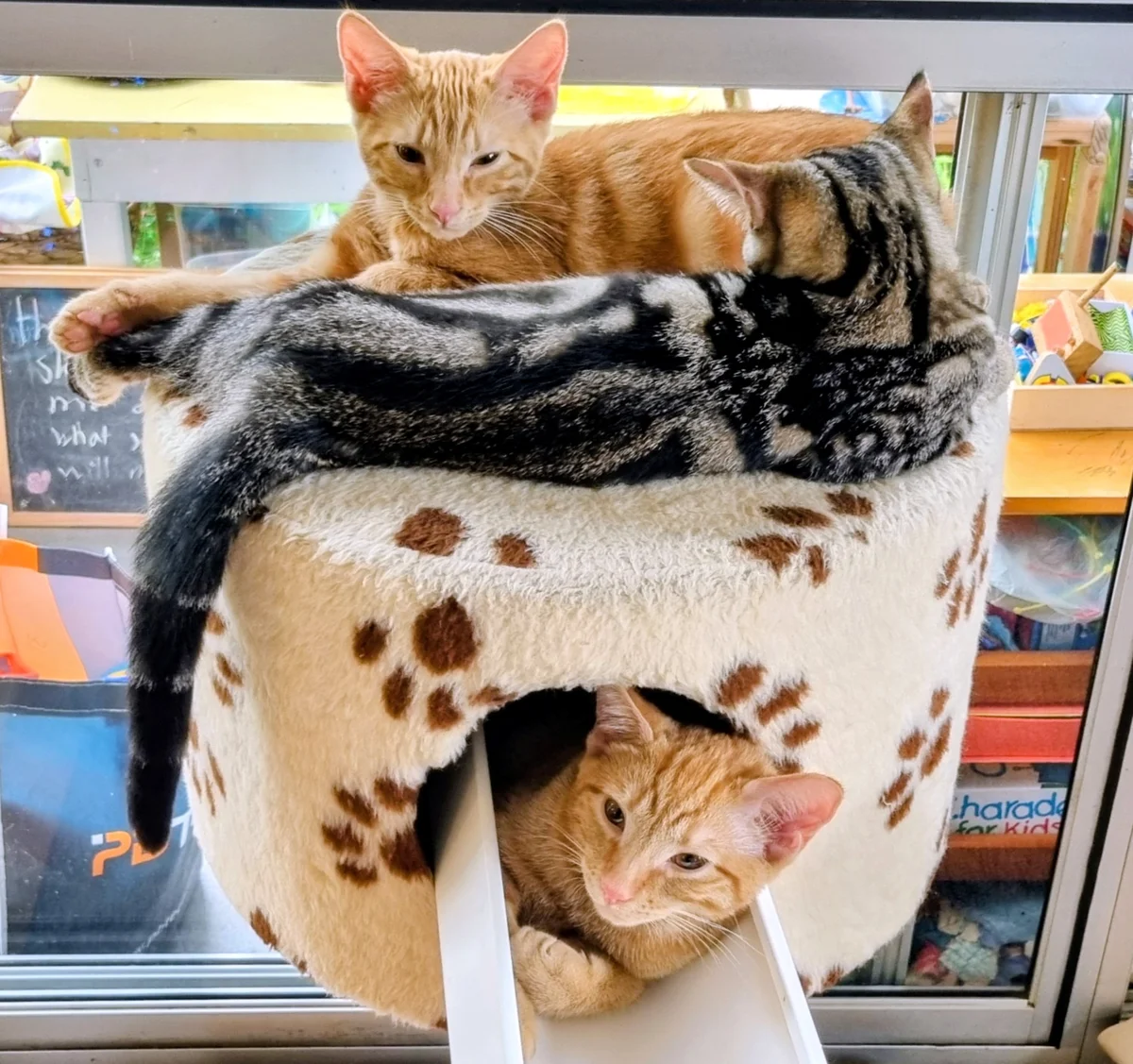 Gallery image: Hammie