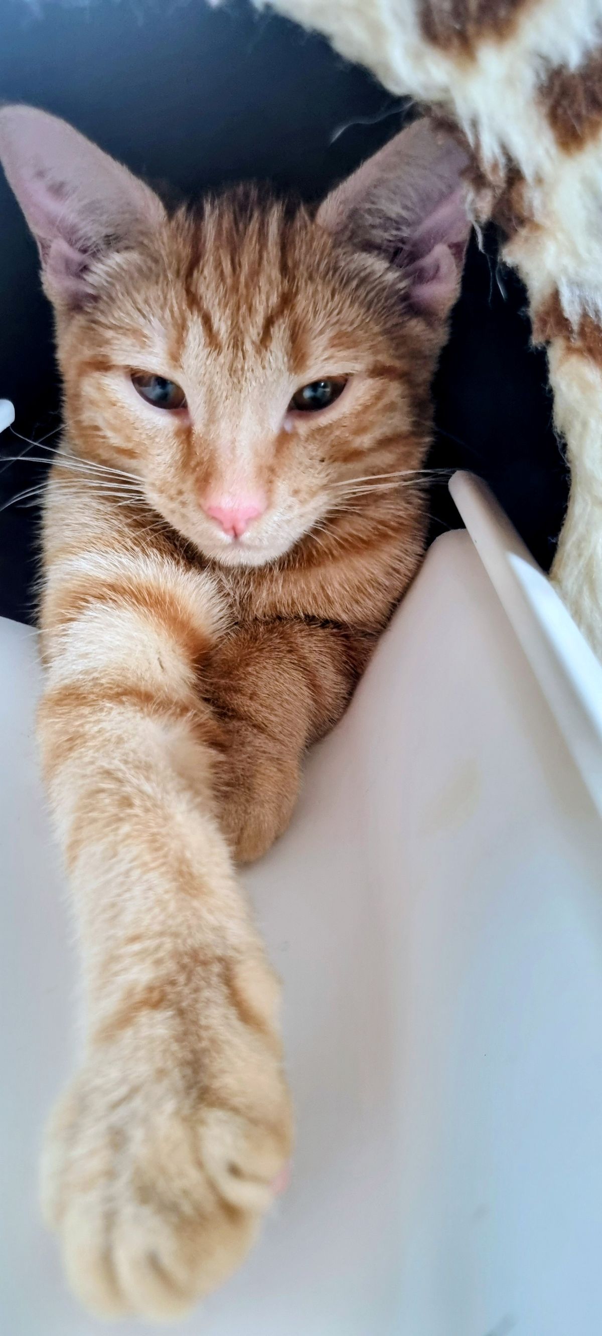 Gallery image: Chimken