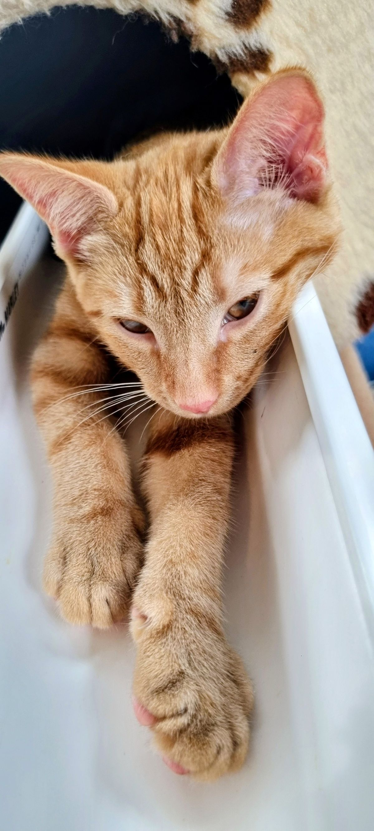 Gallery image: Chimken